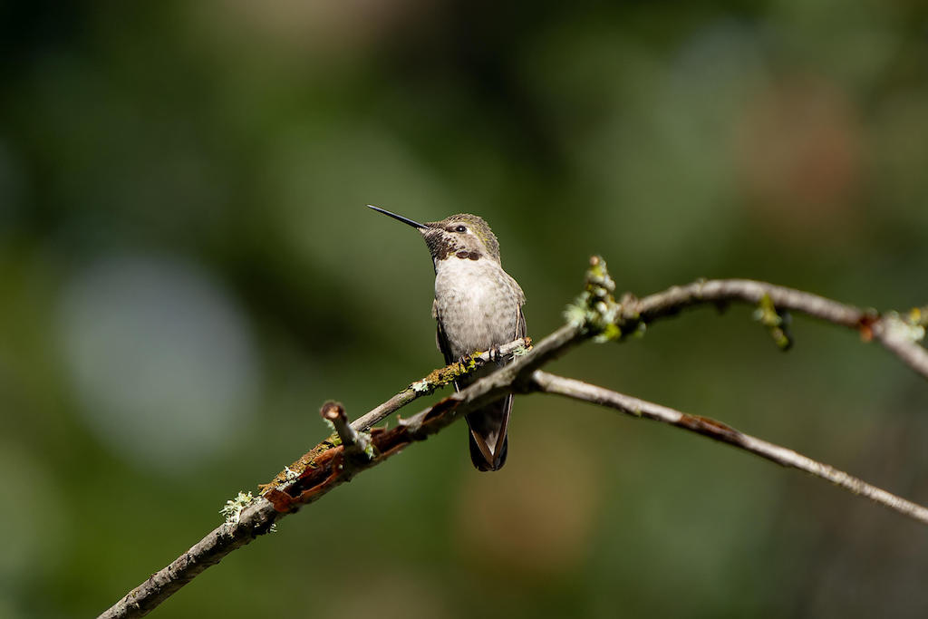 a test image of a bird that we know will work with all push notifications